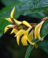 Cautleya gracilis var. robusta